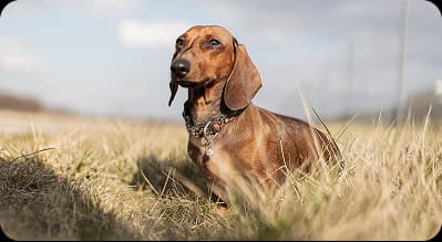 Dog request